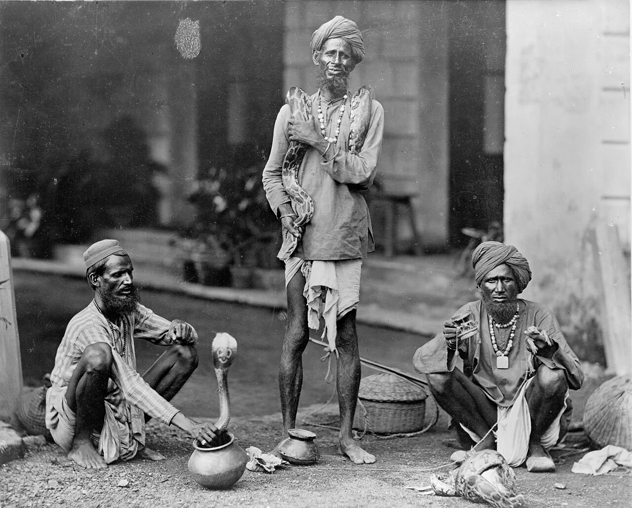 Snake charmers in India between 1890 and 1900, from the Frank and Frances Carpenter Collection at the Library of Congress.