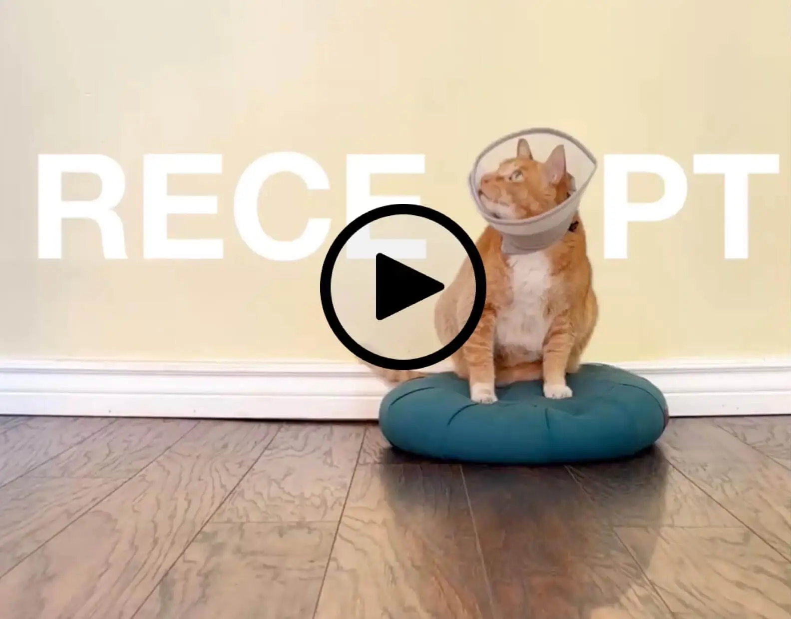 Receipt-AI.com intro: A cat wearing a cone sits like Pixar’s lamp in Receipt-AI’s playful short film – What if Pixar’s Lamp Was a Cat?
